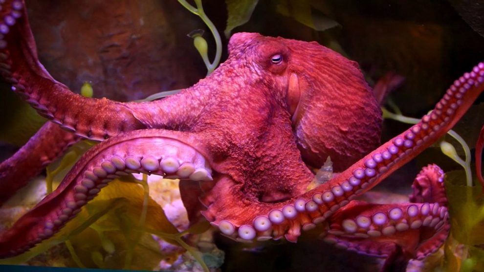 pulpo