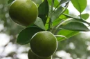 Limonero
