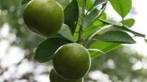 Limonero