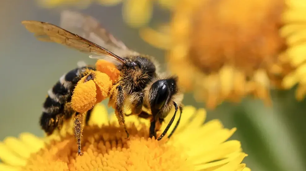 abeja polinización