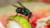 Moscas comida alimento
