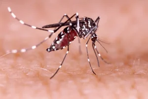 Mosquito aedes aegypti