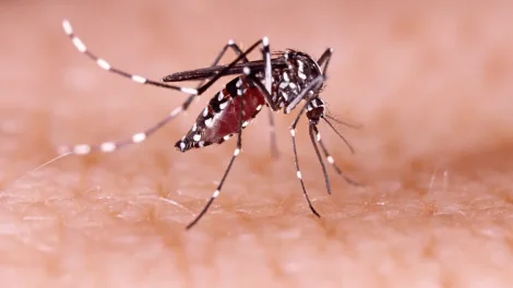 Mosquito aedes aegypti