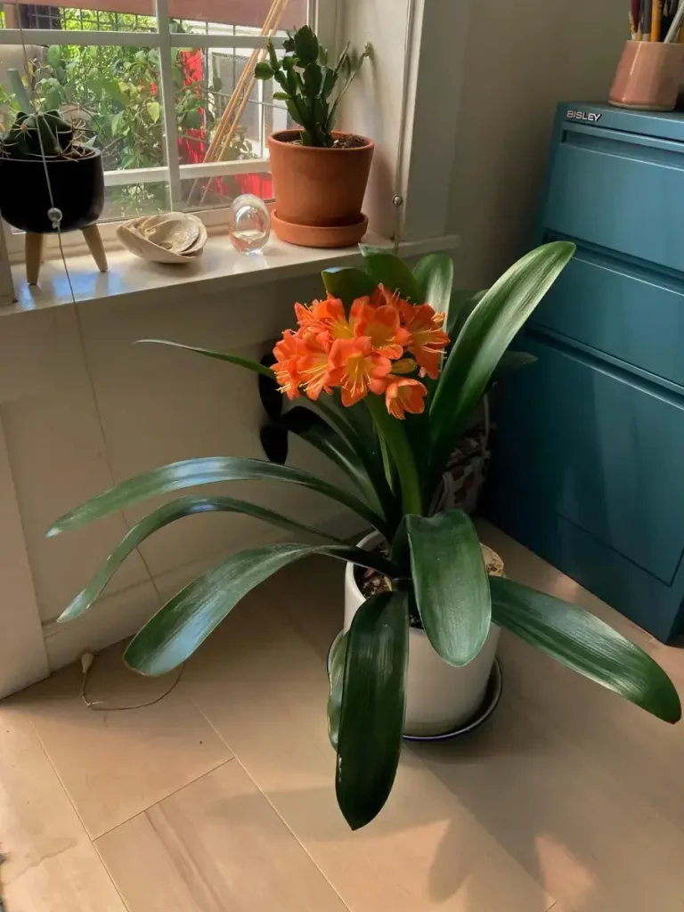 Planta clivia 