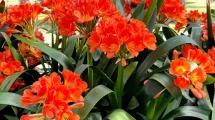 Planta clivia 