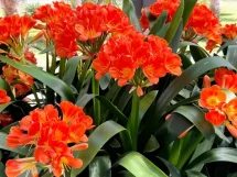 Planta clivia 