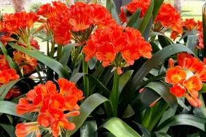 Planta clivia 