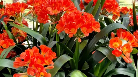 Planta clivia 