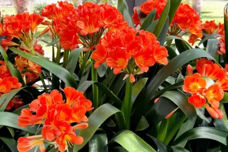 Planta clivia 