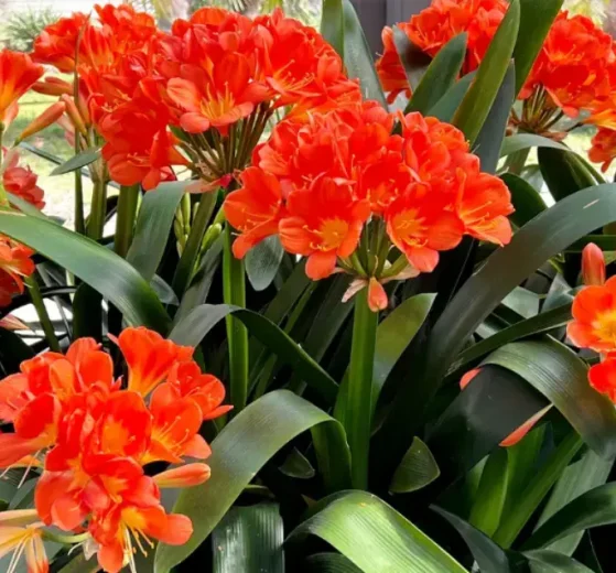 Planta clivia 