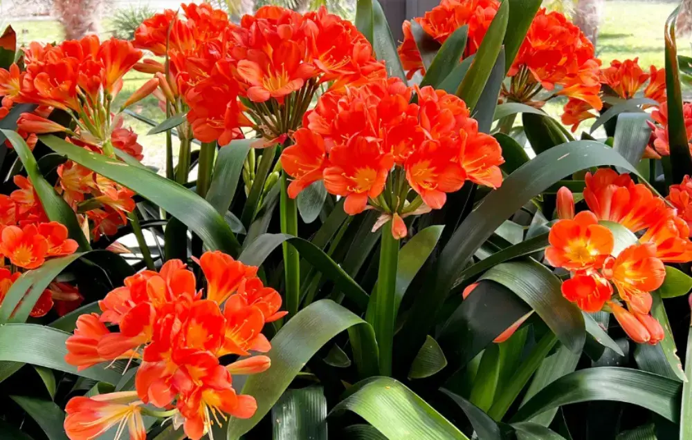 Planta clivia 