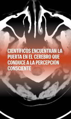 ¿Dónde empieza la consciencia en el cerebro?
