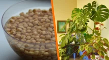 Agua de remojo de legumbres