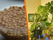 Agua de remojo de legumbres