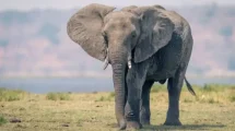 Elefante