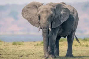 Elefante