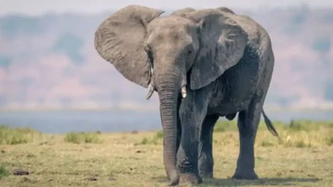 Elefante