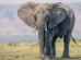 Elefante