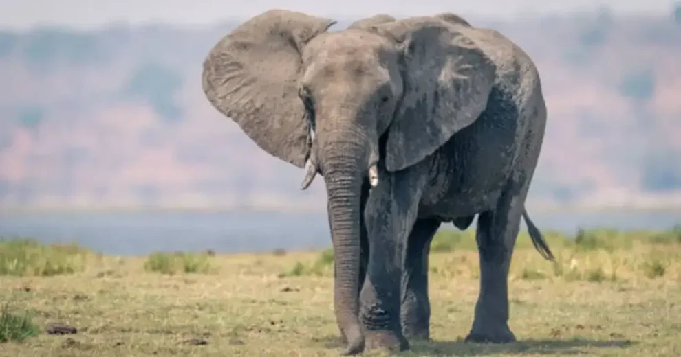 Elefante