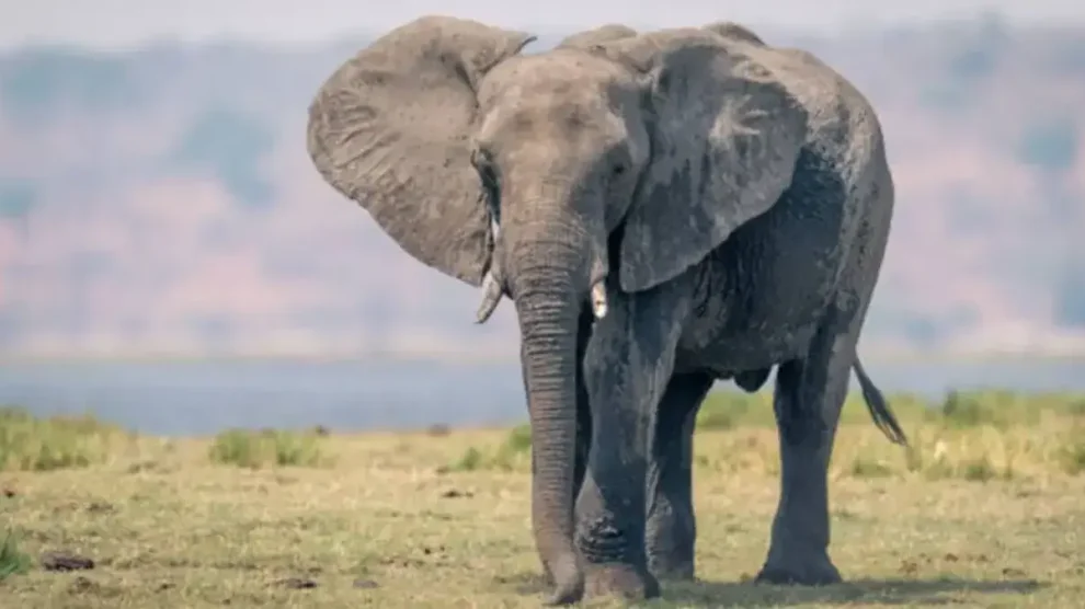 Elefante