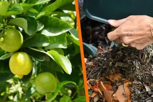 Limón y fertilizantes