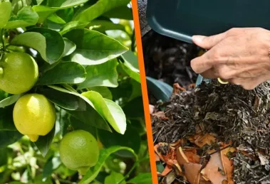 Limón y fertilizantes