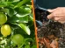 Limón y fertilizantes