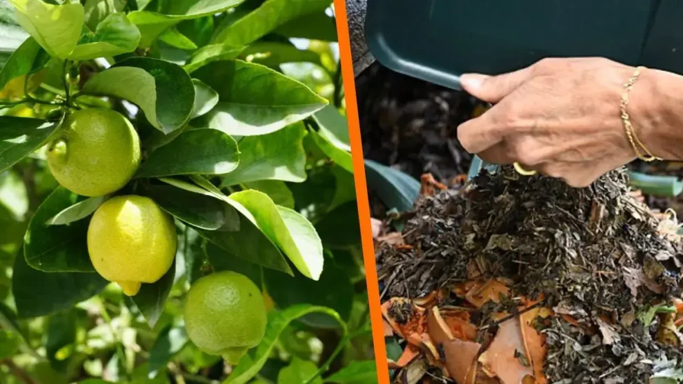 Limón y fertilizantes