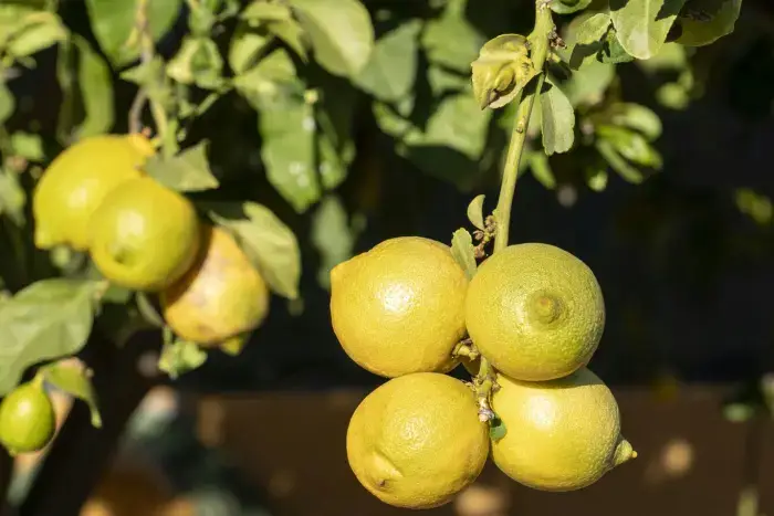 Limonero Limonero