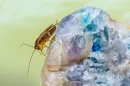 Cucaracha