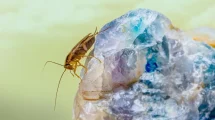 Cucaracha