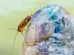 Cucaracha