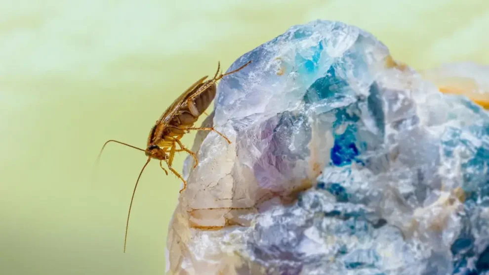Cucaracha
