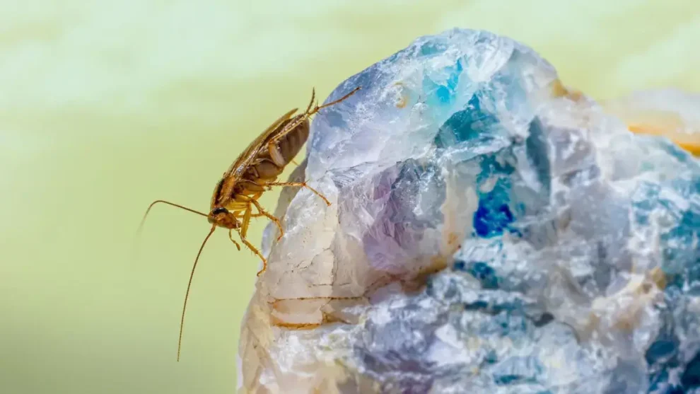 Cucaracha