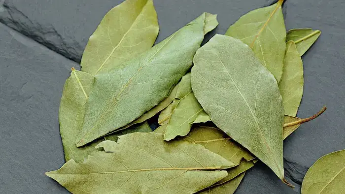 Hojas de laurel Hojas de laurel
