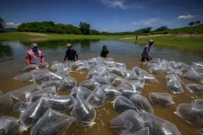 Pesca comercial y deportiva con 24.5 millones de alevines 