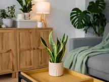 Plantas de sombra