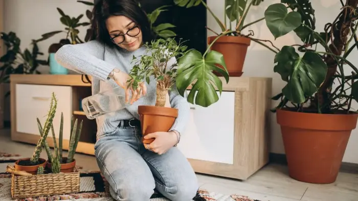 Plantas de sombra