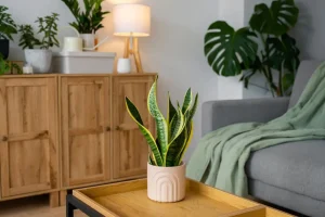 Plantas de sombra