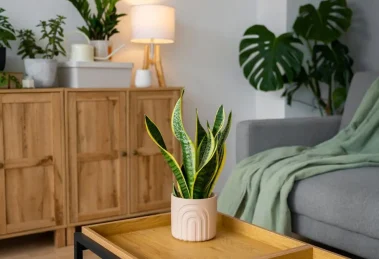 Plantas de sombra