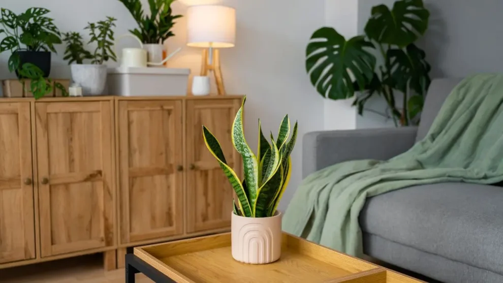 Plantas de sombra
