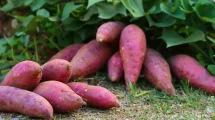 batata