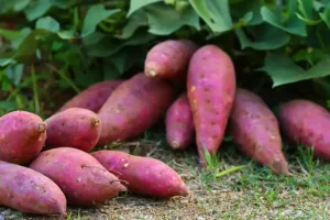 batata