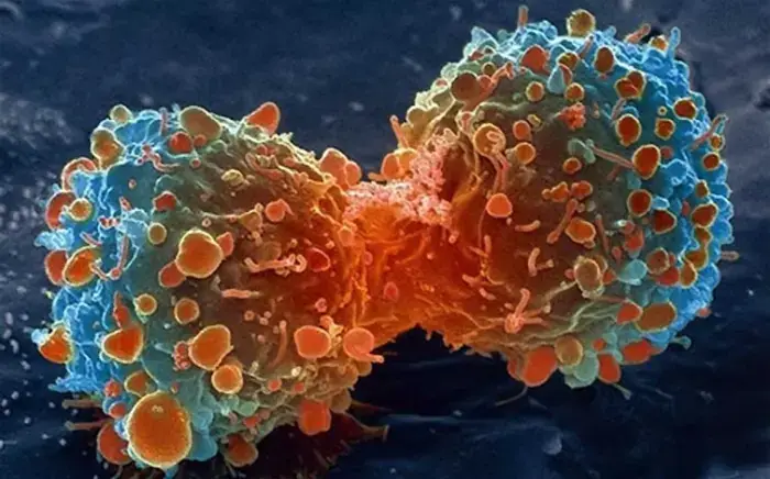 Papel oculto de las células madre cancerígenas Papel oculto de las células madre cancerígenas