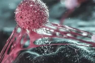 Papel oculto de las células madre cancerígenas