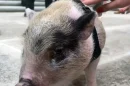 Primer trasplante de cerdo a humano