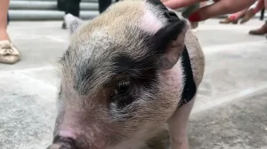Primer trasplante de cerdo a humano