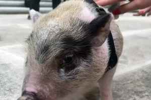 Primer trasplante de cerdo a humano