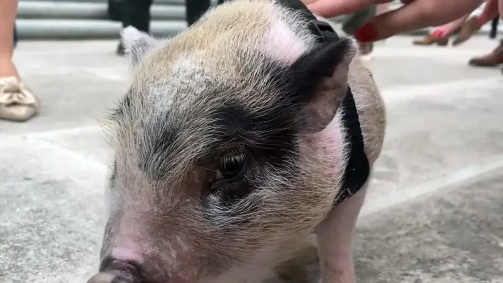 Primer trasplante de cerdo a humano
