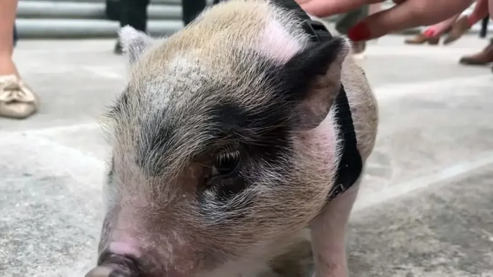 Primer trasplante de cerdo a humano